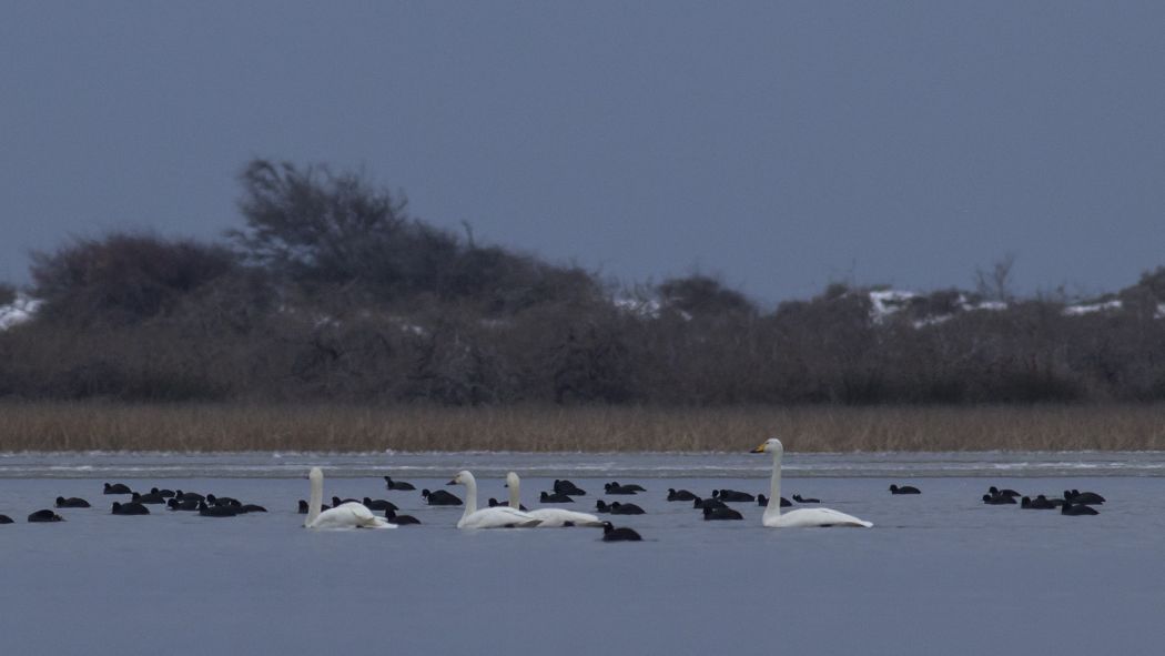 Whooper Swan
