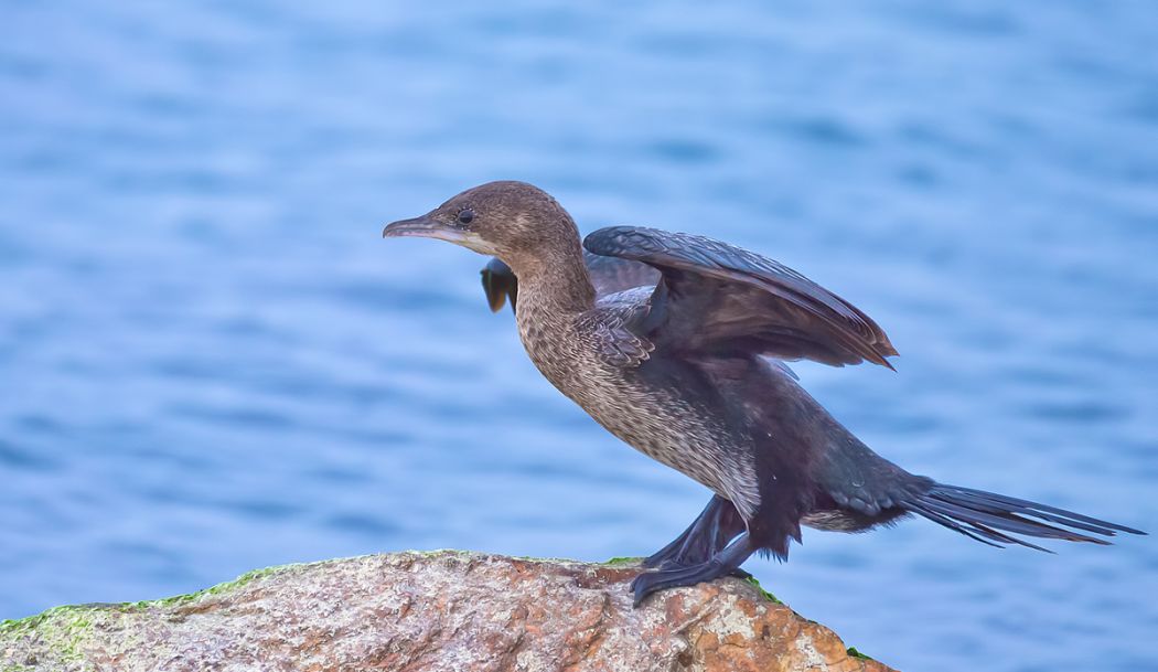 Pygmy Cormorant