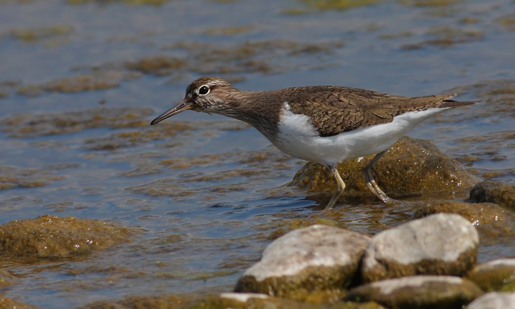 Common Sandpiper