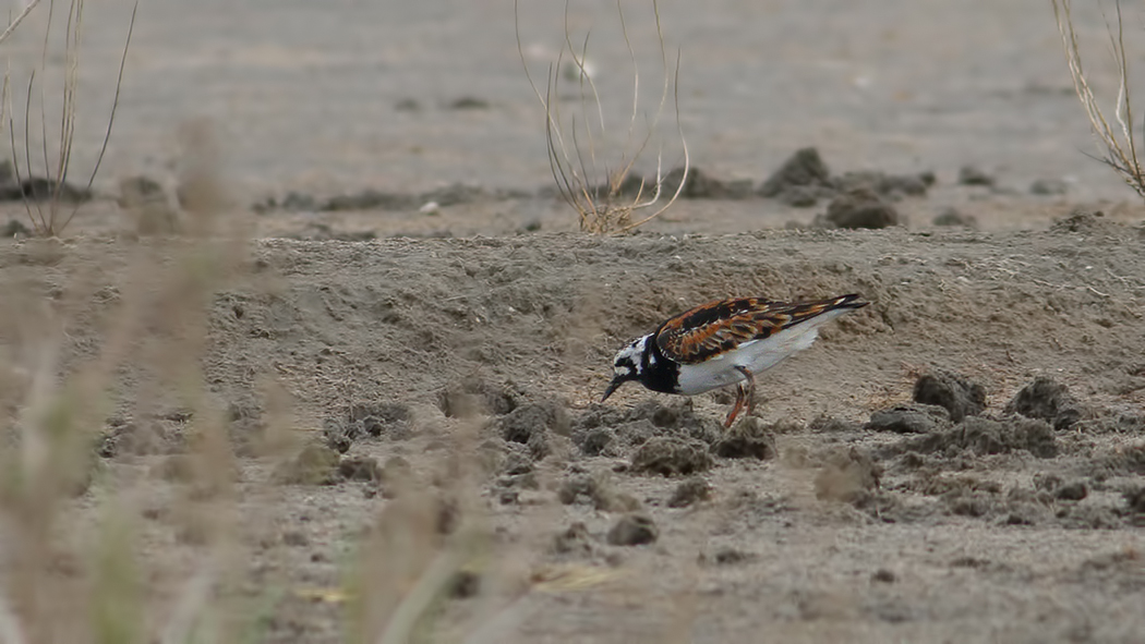 Ruddy Turnstone