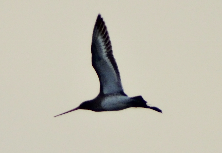Black-tailed Godwit