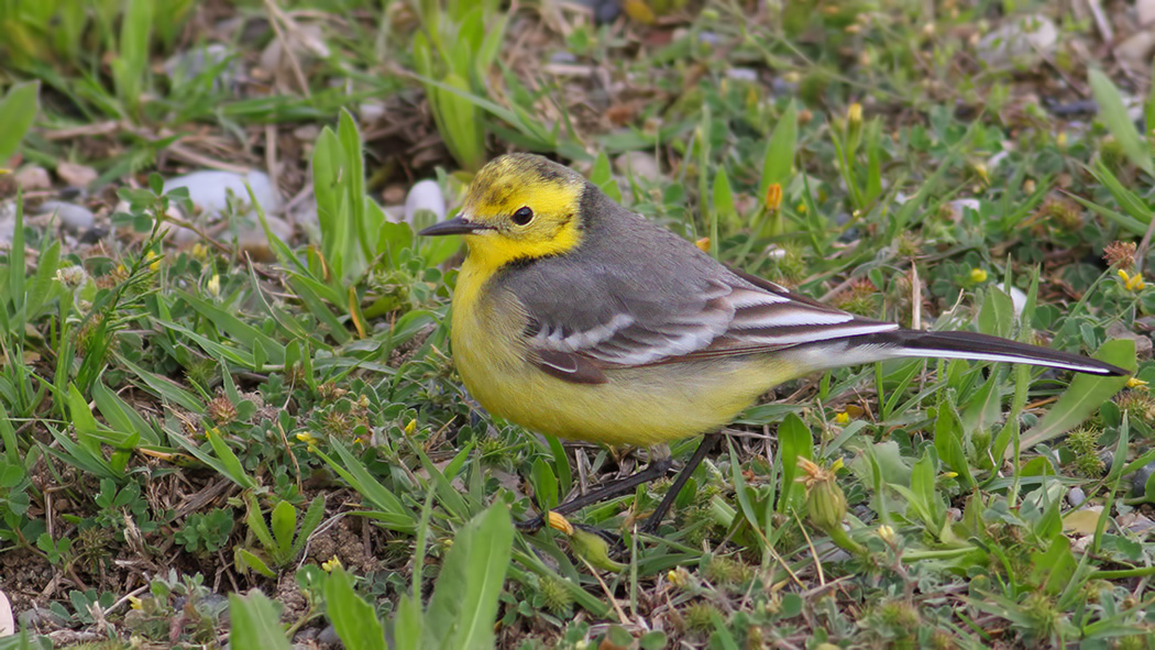 Citrine Wagtail