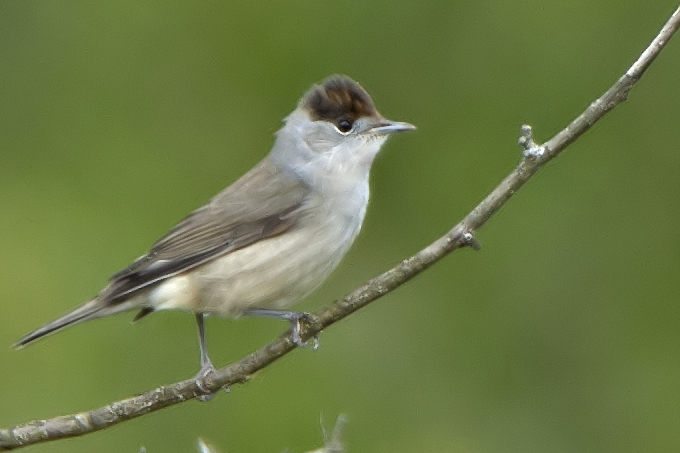 Eurasian Blackcap