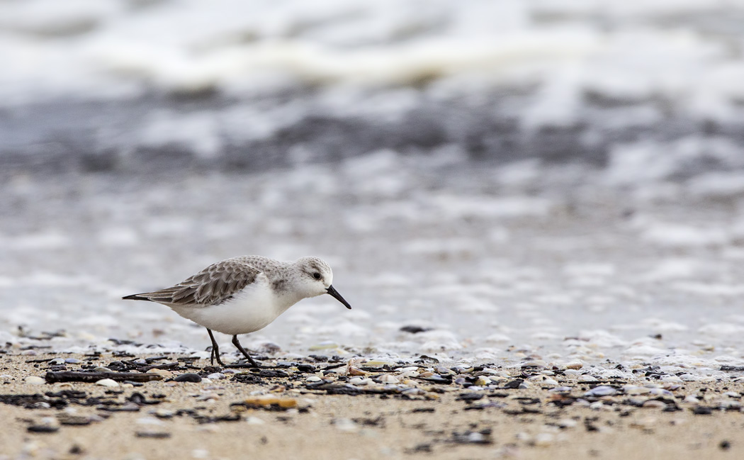 Sanderling