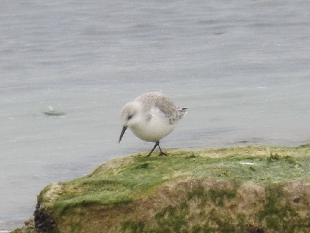 Sanderling