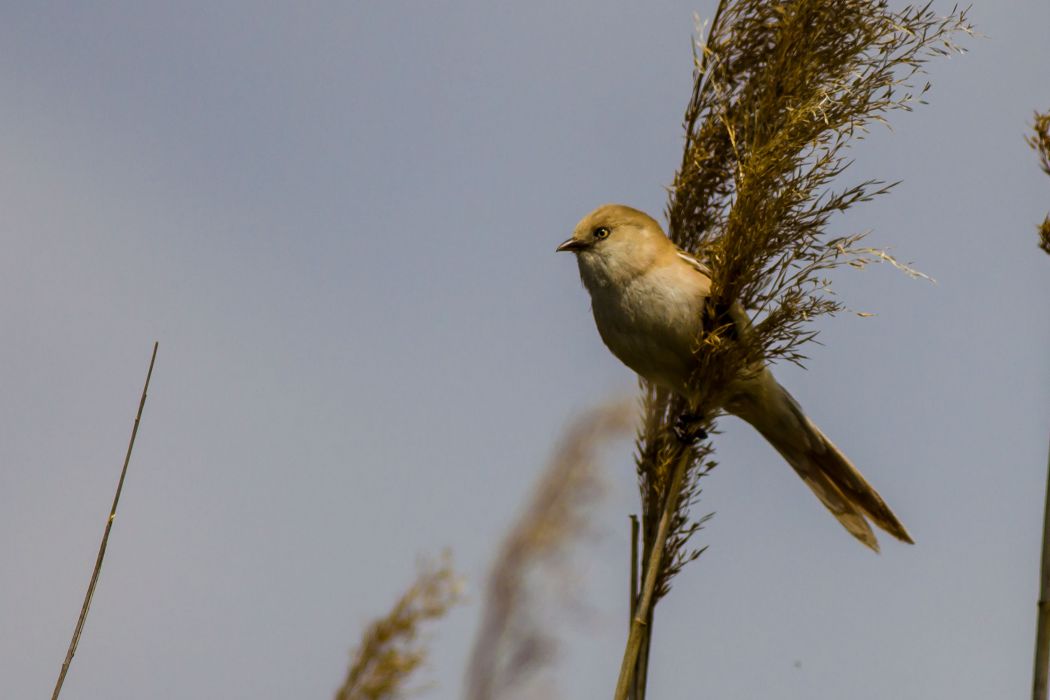 Bearded Reedling