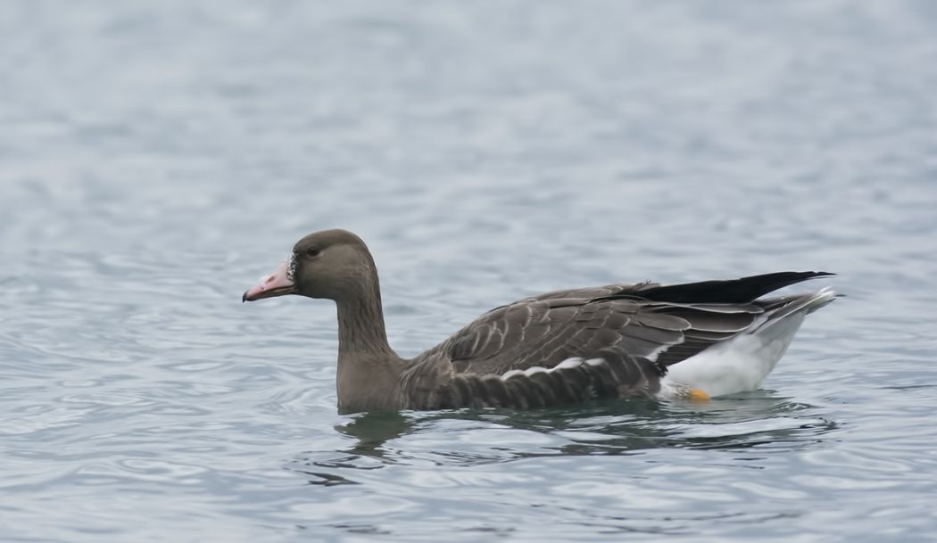Greater White-fronted Goose