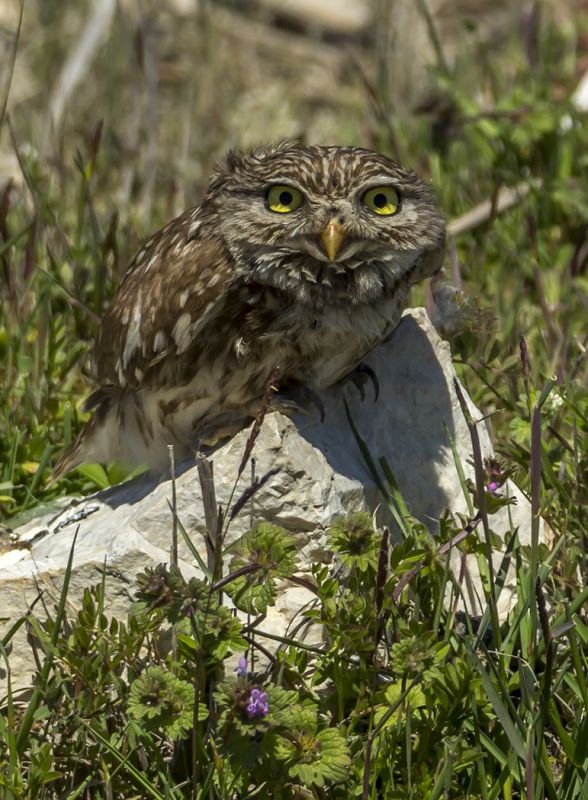 Little Owl
