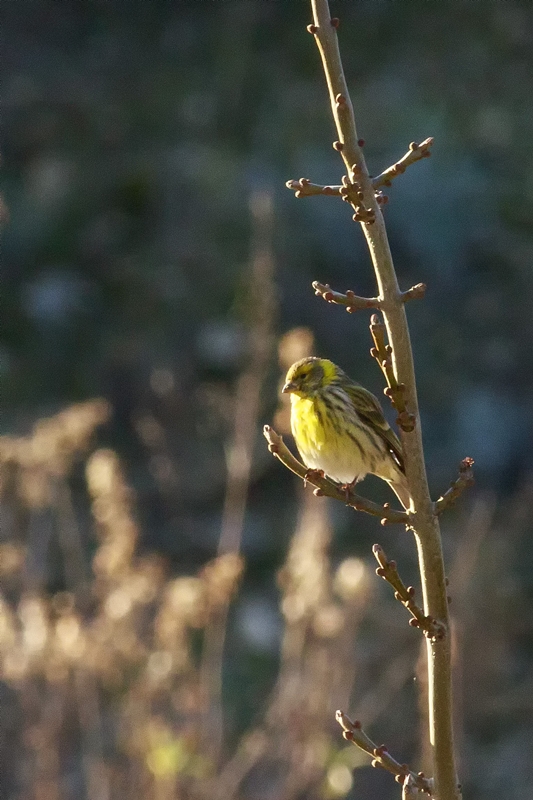 European Serin