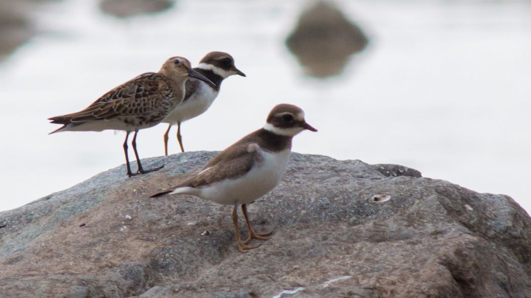 Common Ringed Plover
