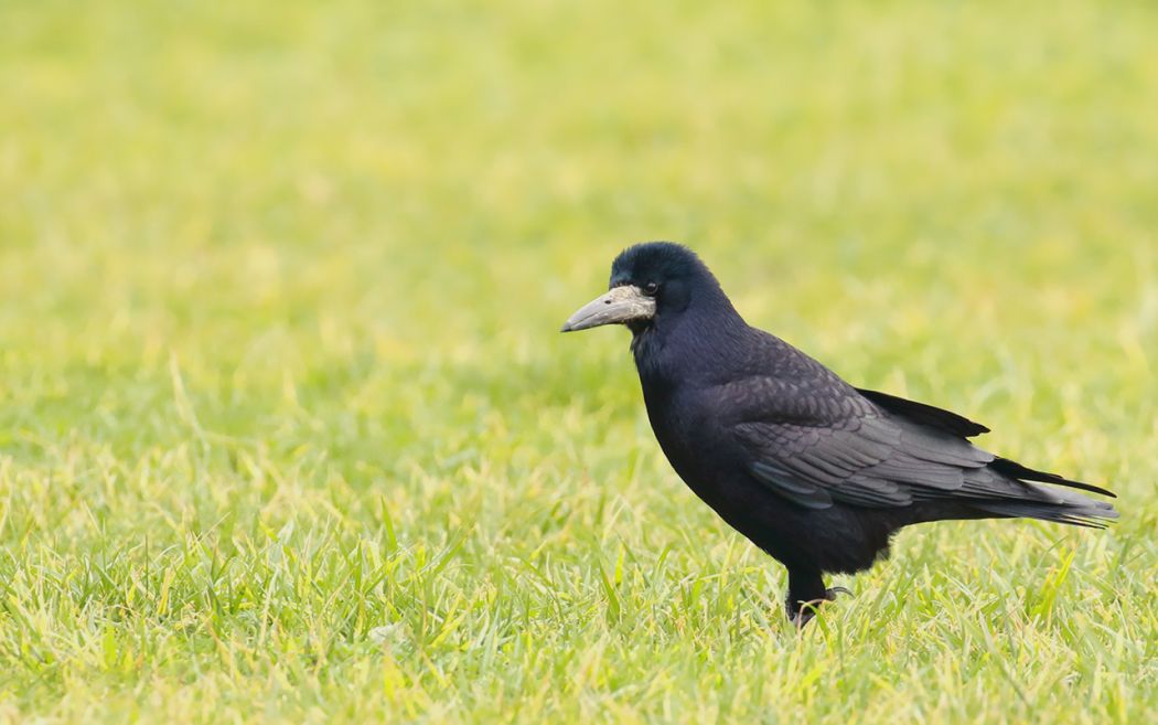 Rook
