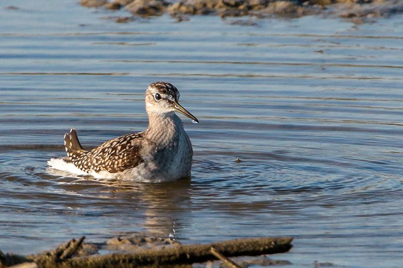 Wood Sandpiper