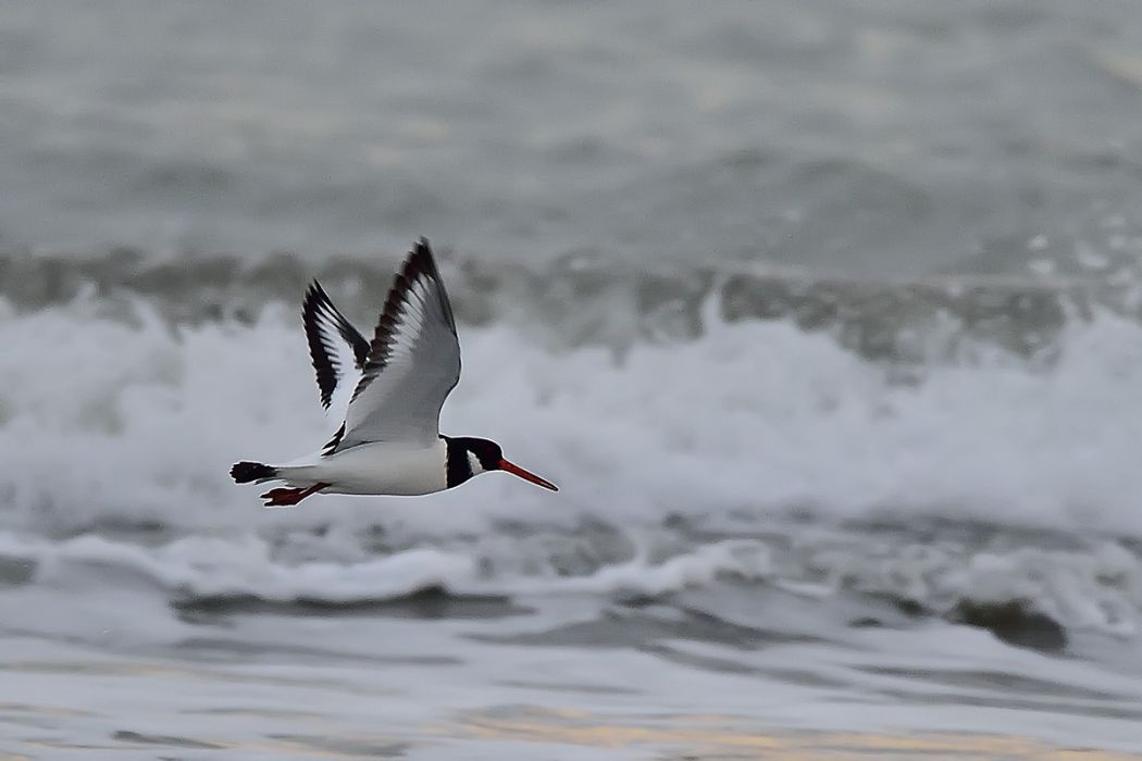 Eurasian Oystercatcher