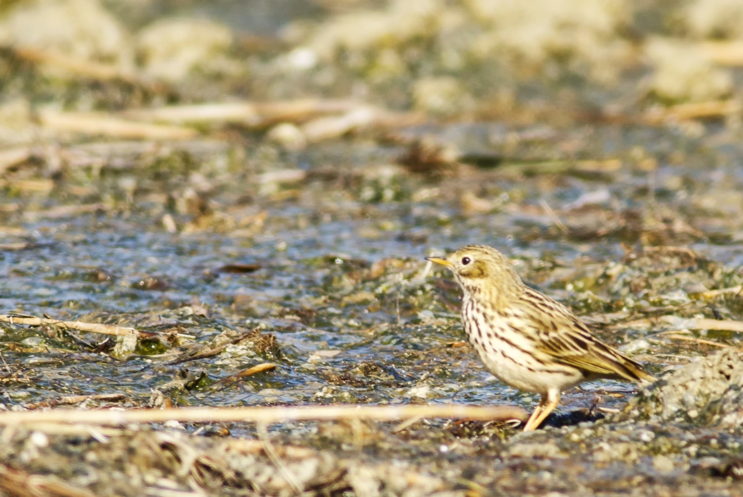 Meadow Pipit
