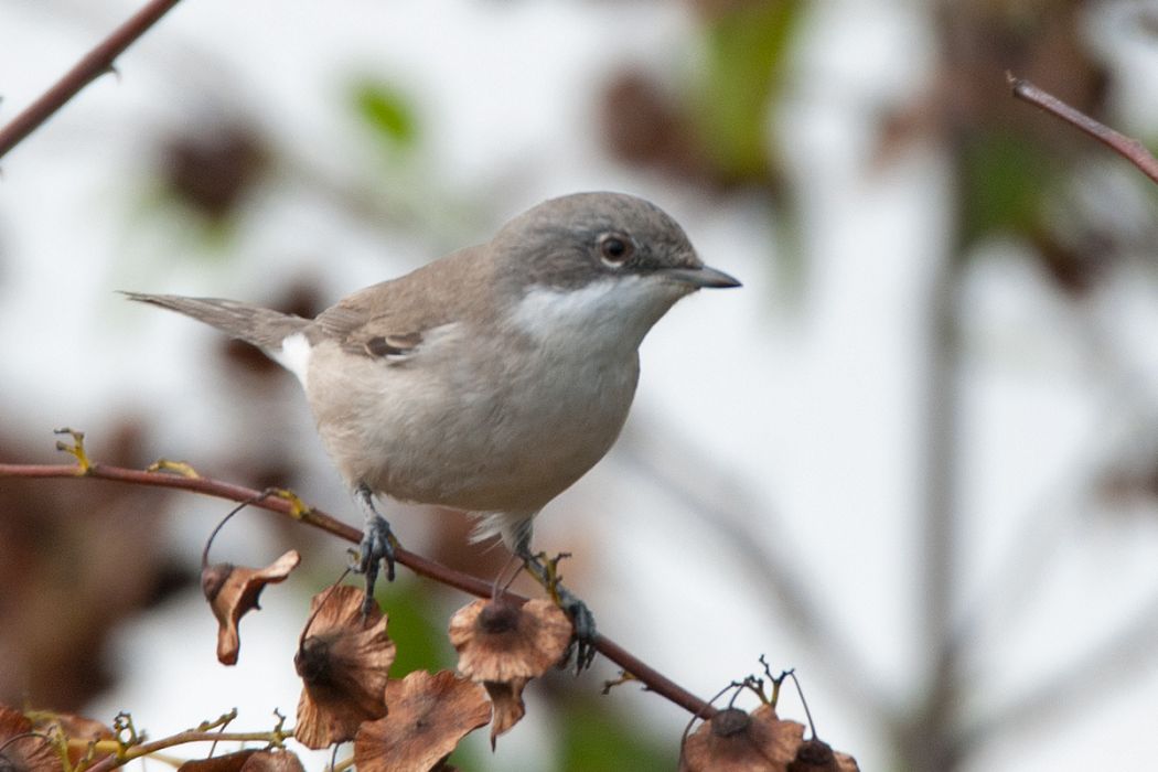Lesser Whitethroat