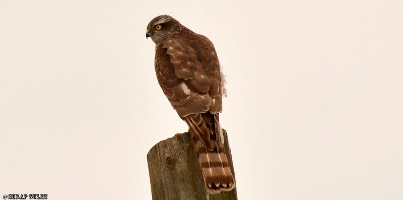 Eurasian Sparrowhawk
