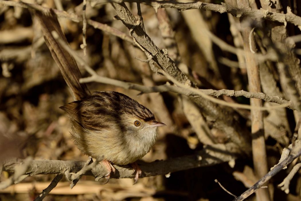 Delicate Prinia