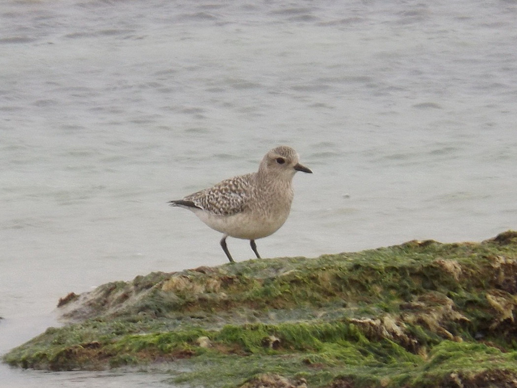 Grey Plover