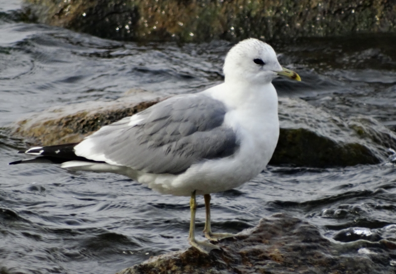 Common Gull