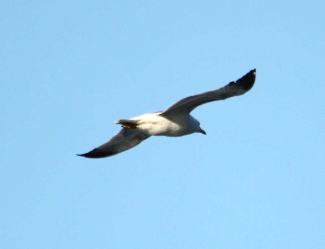 Armenian Gull