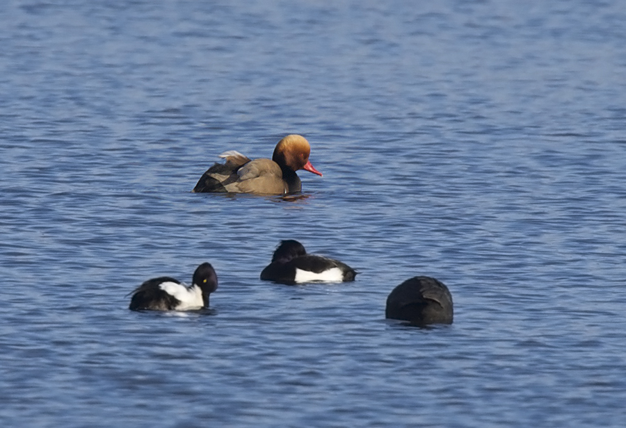 Red-crested Pochard