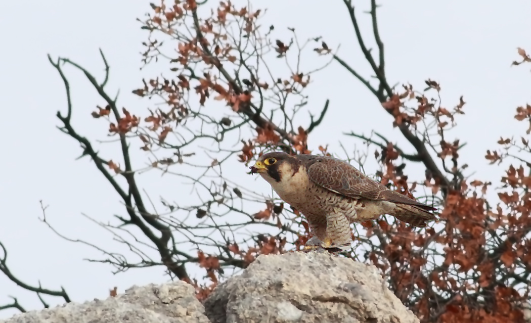 Peregrine Falcon