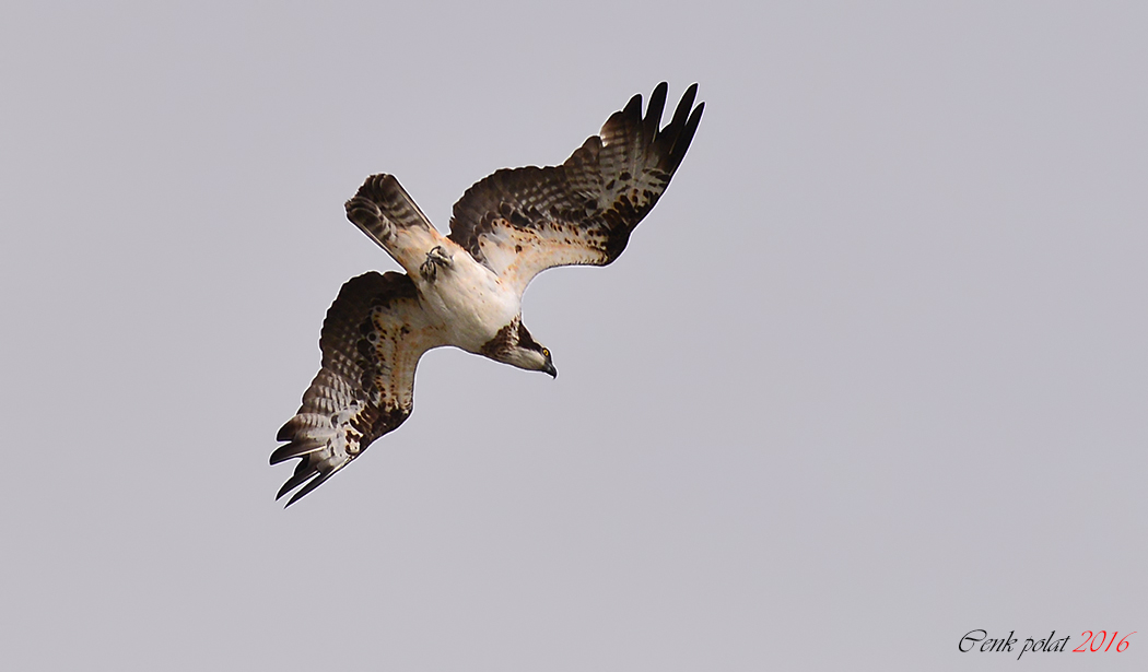 Osprey
