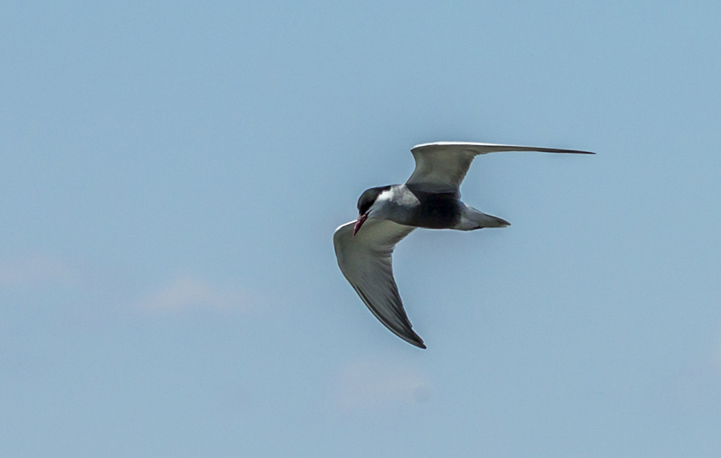 Whiskered Tern