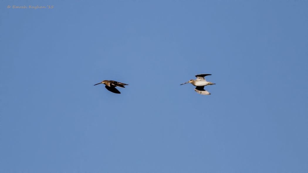 Common Snipe