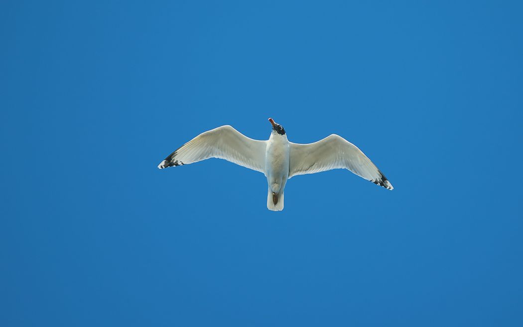 Pallas`s Gull