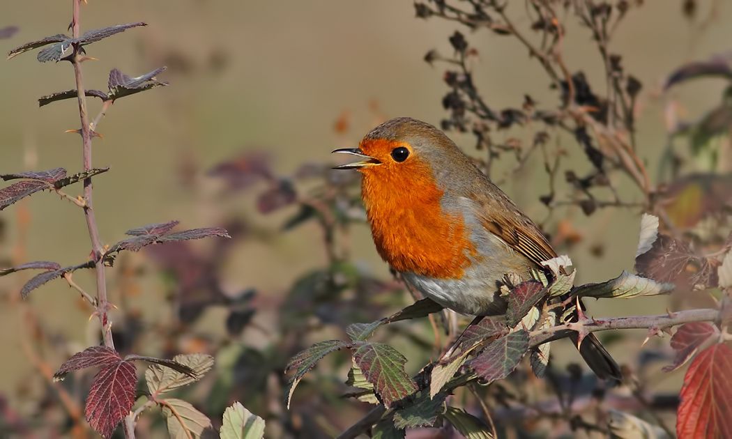 European Robin