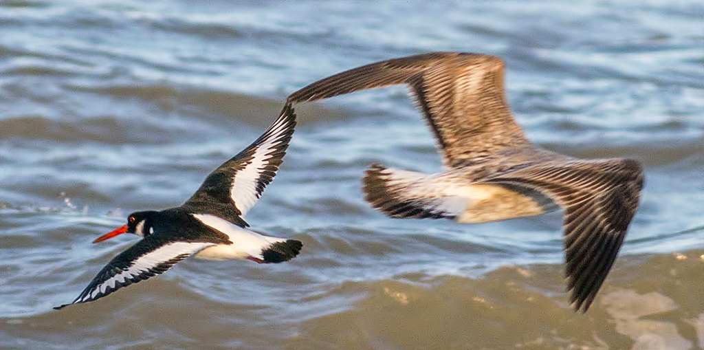 Eurasian Oystercatcher