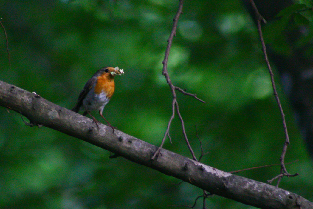 European Robin