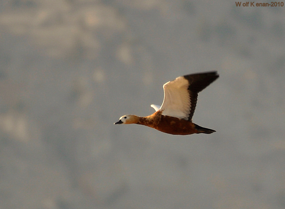 Ruddy Shelduck
