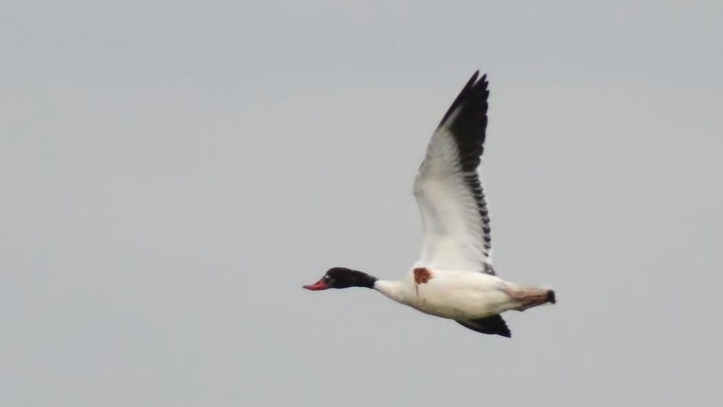 Common Shelduck