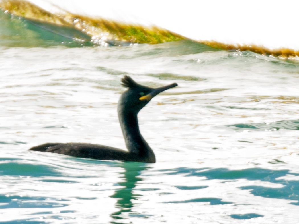 European Shag