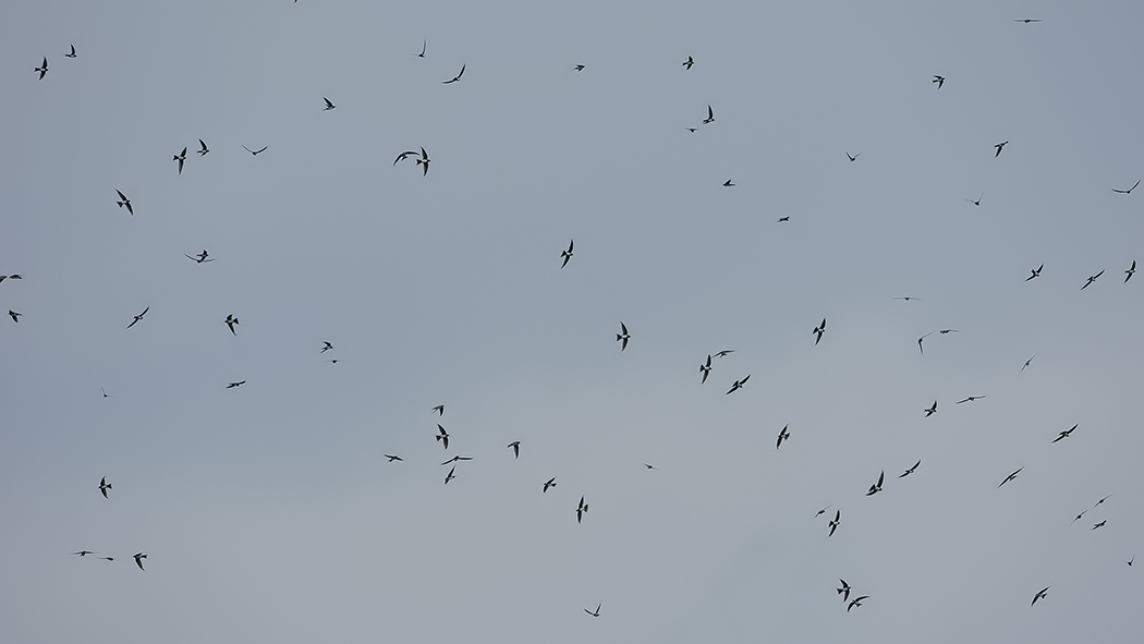 Alpine Swift