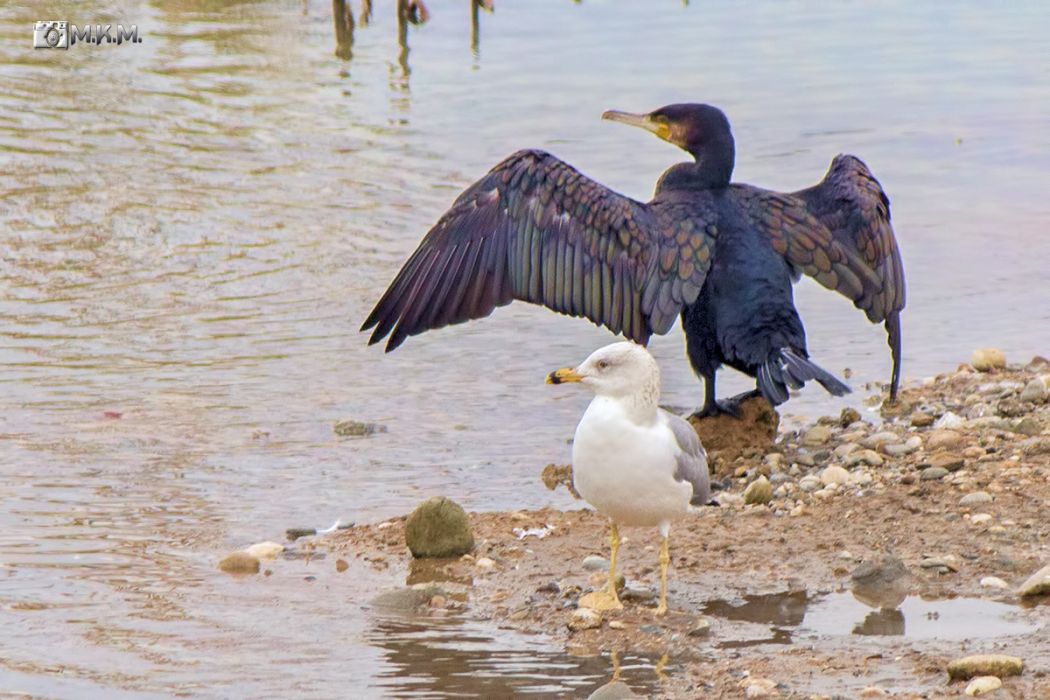 Great Cormorant