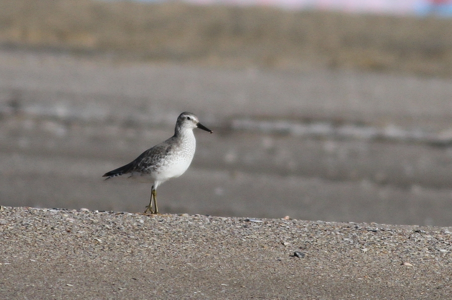 Red Knot