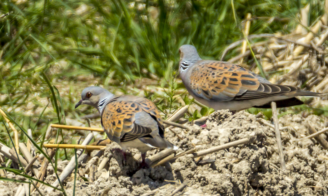 European Turtle Dove