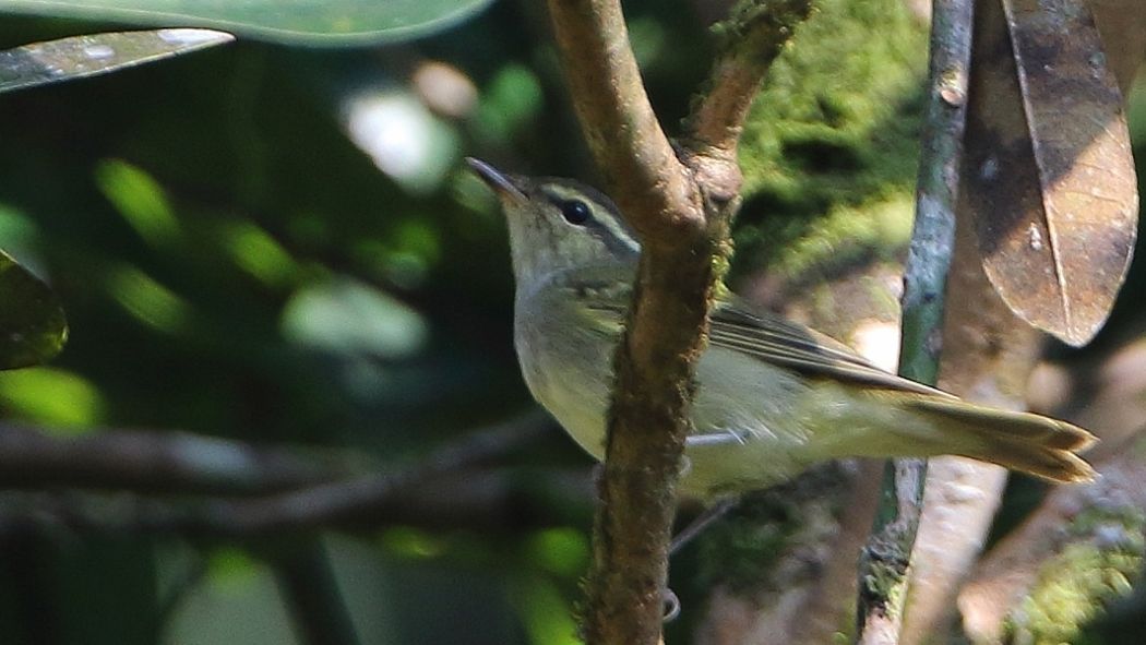 Greenish Warbler