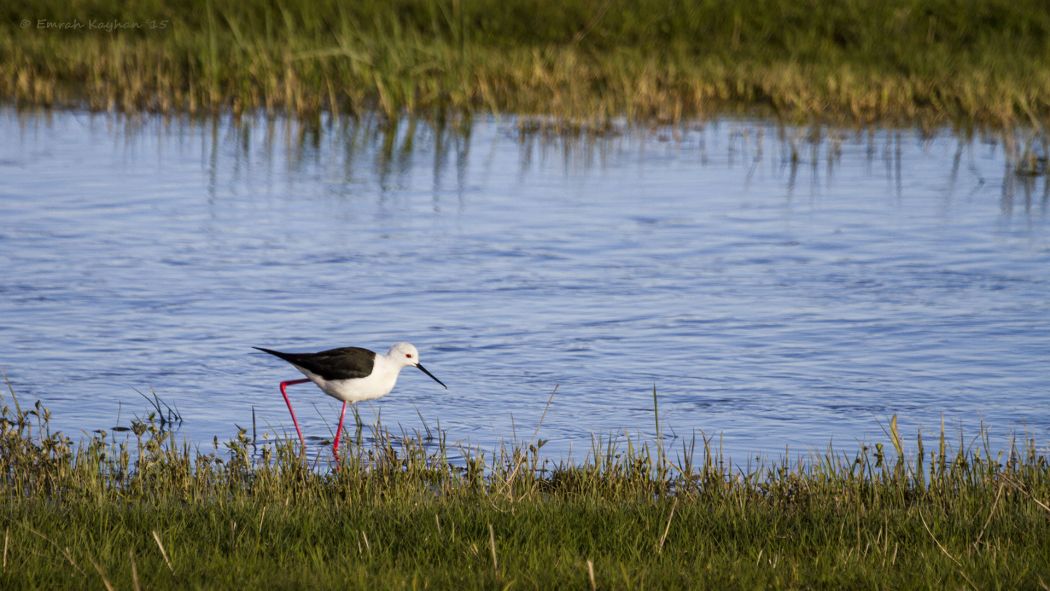 Black-winged Stilt