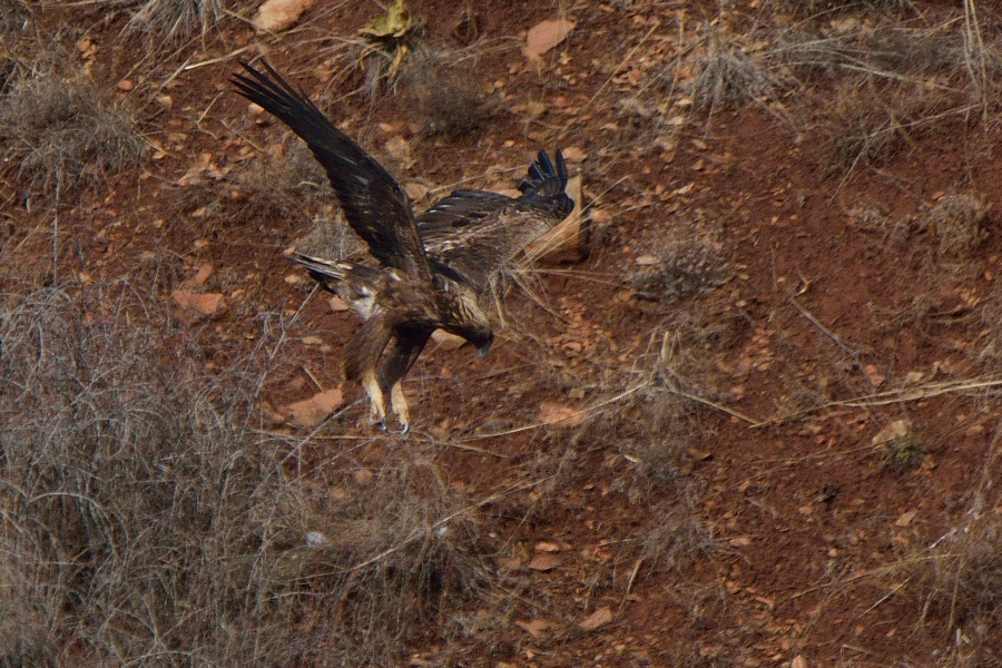 Golden Eagle