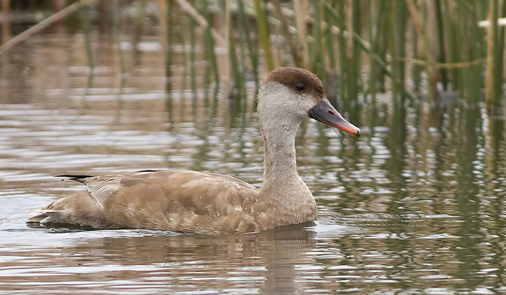 Red-crested Pochard