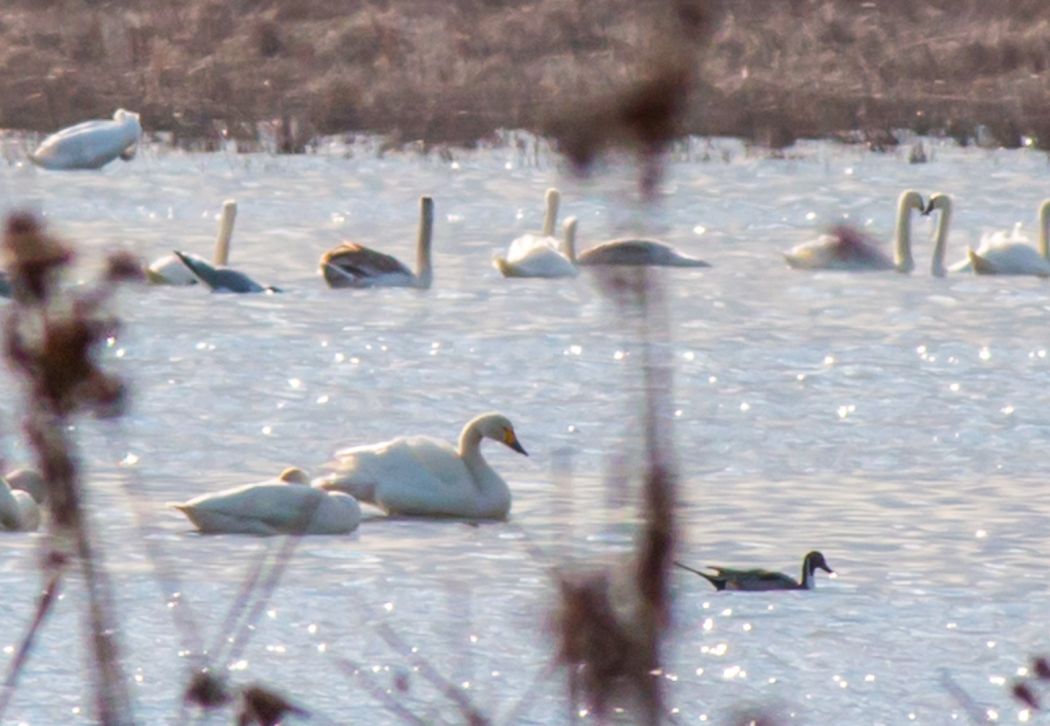 Tundra Swan