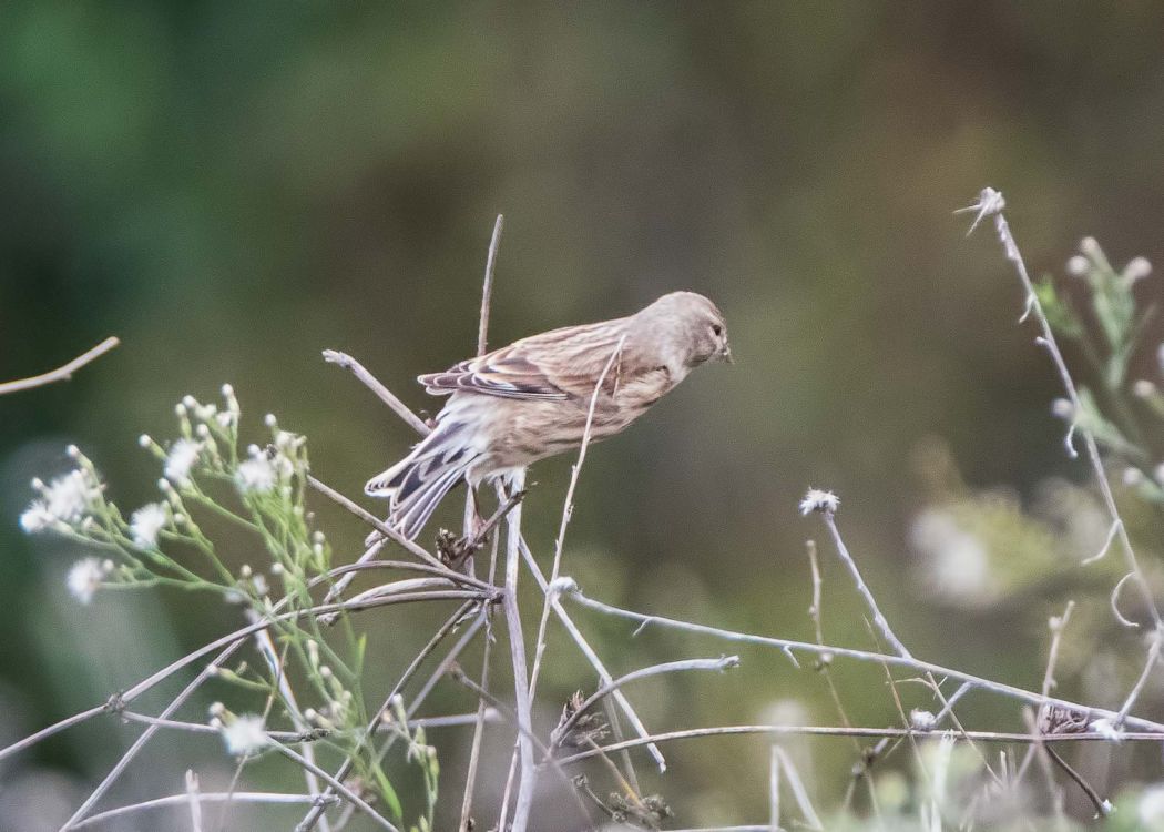 Common Linnet