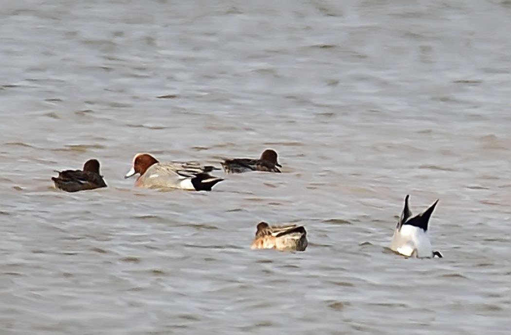 Eurasian Wigeon