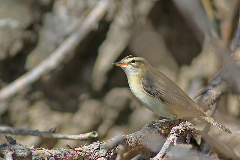 Sedge Warbler