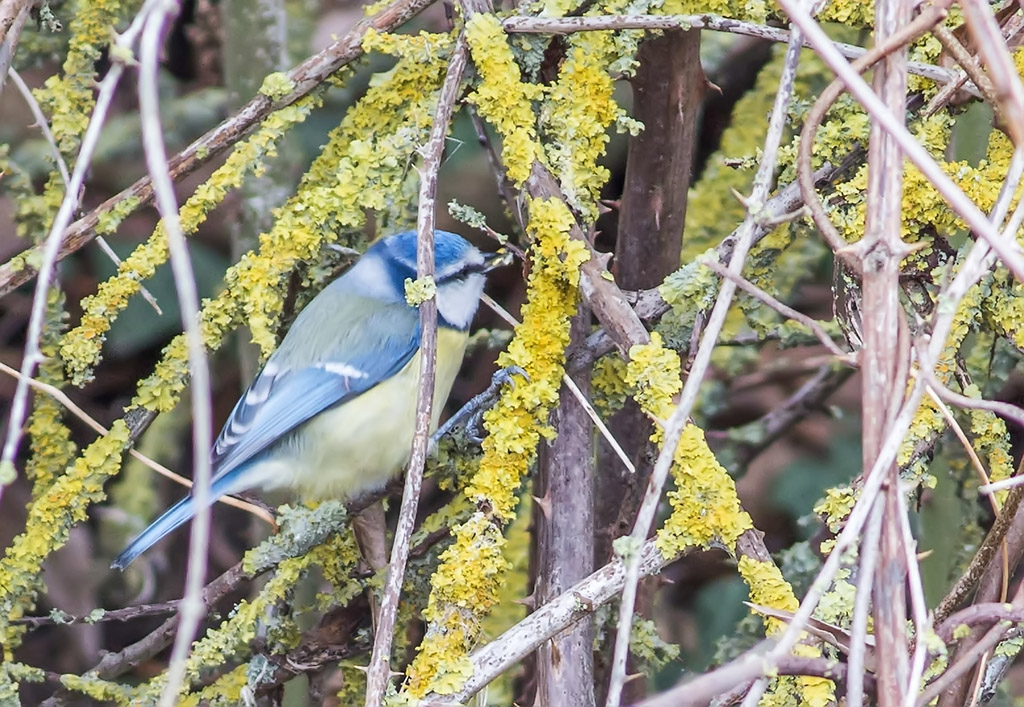 Eurasian Blue Tit
