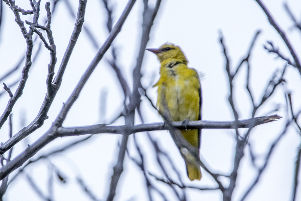 Eurasian Golden Oriole